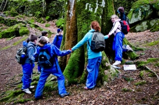  Abrazaderas de árboles 